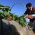 Strawberry harvest continues in Gaza Strip, Palestine