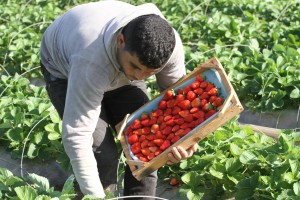 Gaza Strawberry Harvest. Photo Copyright (C) 2015 Mohammed Asad. All Rights Reserved. Permission to republish given with full credit to Mohammed Asad and The Arab Daily News.
